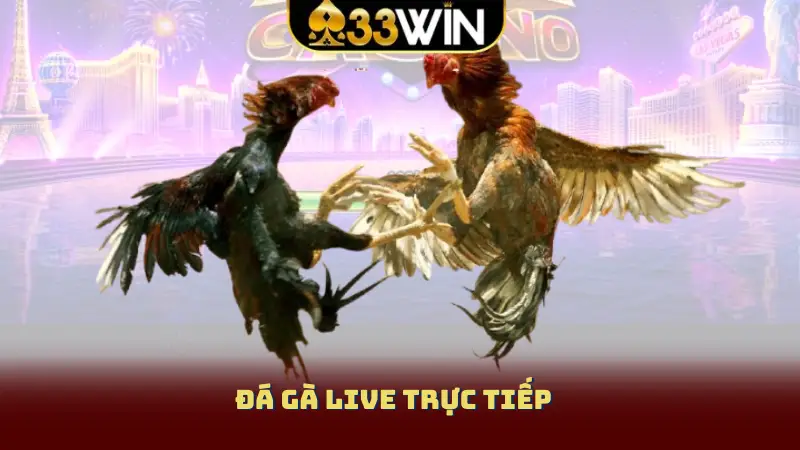 Đá gà live trực tiếp